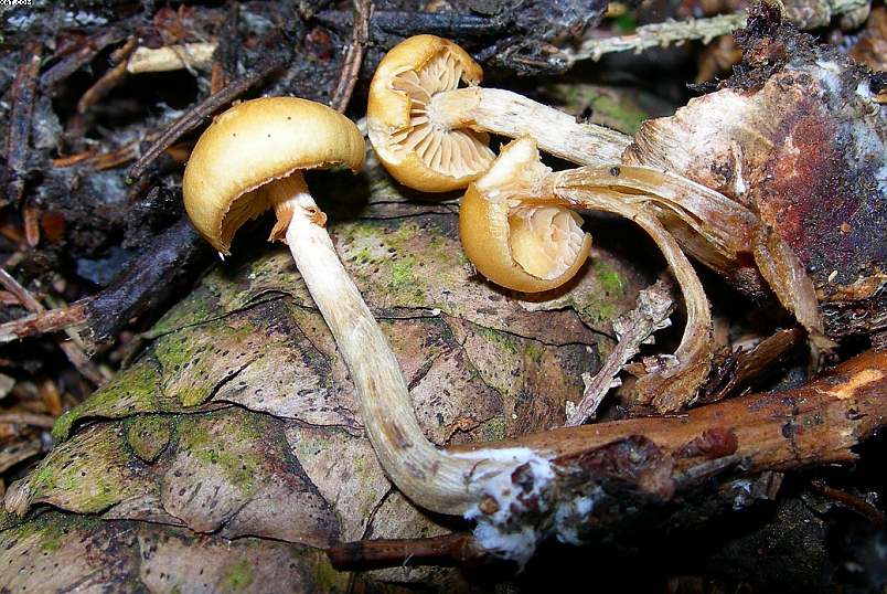 La foresta subalpina di Les breuleux  (CH)